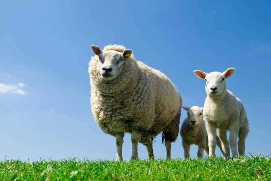 merino-volna-nega-izdelkov-1200