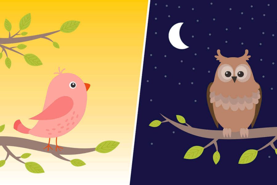 nocna-sova-jutranja-ptica-2020-11